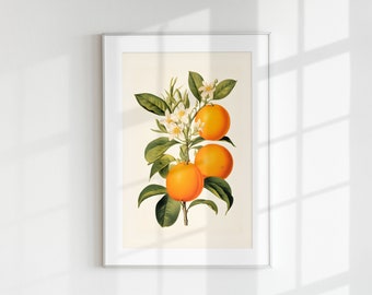 May include: A vintage botanical illustration of an orange tree branch with three ripe oranges and white blossoms. The oranges are a vibrant orange color and the leaves are a deep green.