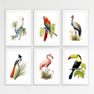 Paquete de impresión de aves tropicales, impresiones de aves, conjunto de 6, guía botánica, arte de pared, impresiones de pared, carteles de aves, litografías de aves, aves tropicales