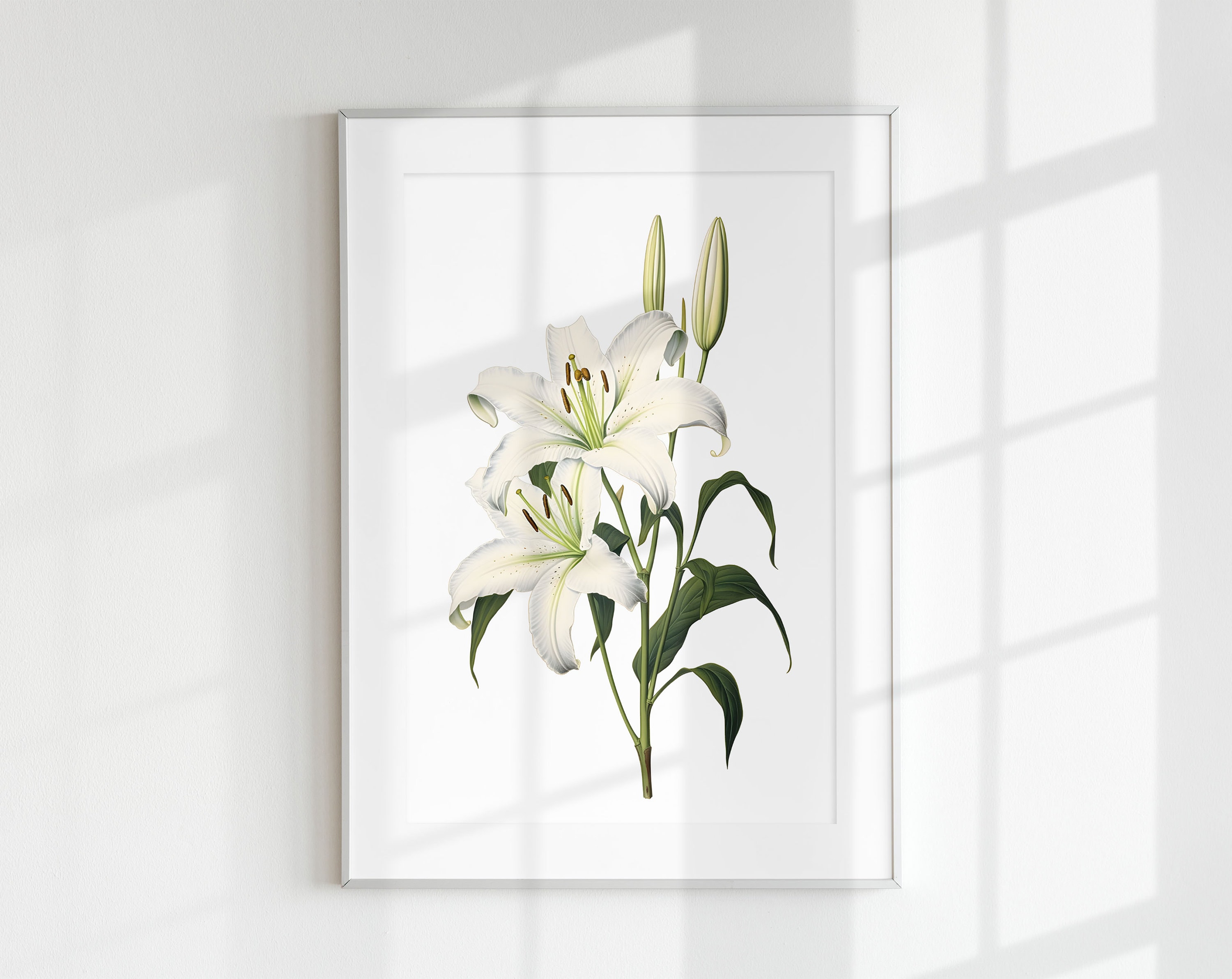 Lily Print, Floral Print, Flower Print, Botanical Print, Lily, Wall Art, Wall Print, Botanical Poster, Flower lithograph, Vintage poster