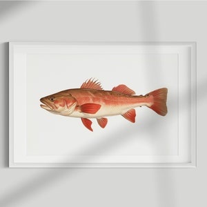 Kabeljau Print, Fisch Druck, Kabeljau, Wand Kunst, Wand Druck, Fisch Poster, Fisch Lithographie, Vintage, Illustration, Dekoration, Angeln, Download, Angeln