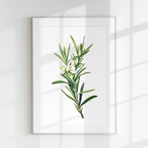 Rosmarin Print, Kräuterdruck, Blumendruck, Botanische Blume, Rosmarinblatt, Wandkunst, Wandbild, Botanisches Poster, Kräuterlithographie, Vintage