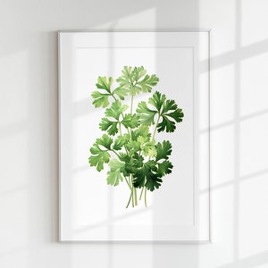 Petersiliendruck, Kräuterdruck, Blumendruck, Botanisches Kraut, Petersilienblatt, Wandkunst, Wanddruck, Botanisches Poster, Kräuterlithographie, Vintage