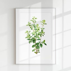 Thymian Druck, Kräuter Druck, Blumen Druck, Botanisches Kraut, Thymian Blatt, Wand Kunst, Wand Druck, Botanisches Poster, Kräuter Lithographie, Vintage Druck