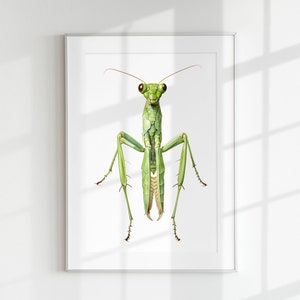 Praying Mantis Print, Bug Print, Insect Print, Botanical guide, Praying Mantis, Wall Art, Wall Print, Bug Poster, Bug lithograph, Insect