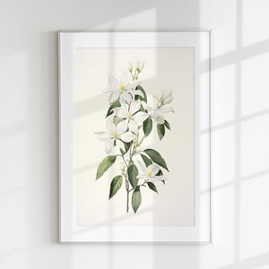 Jasmine Print, Floral Print, Flower Print, Botanical Print, Jasmine, Wall Art, Wall Print, Botanical Poster, Flower lithograph, Vintage