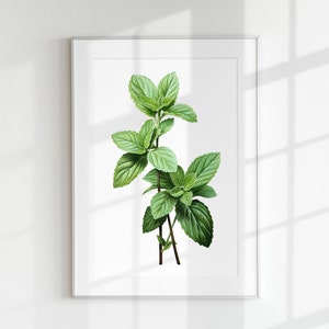 Minze Wand Kunst PRINTABLE Mentha Kräutertee Frisches Wildes Blatt Minimal Poster Botanische Mojito Pfefferminz Druck Küche Menthol Dekoration Kochen