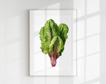 Lettuce Print Vegetable Food Poster Healthy Wall Art Decoration Botanical Vintage Minimal Printable Poster Cooking Kitchen Greens Salad