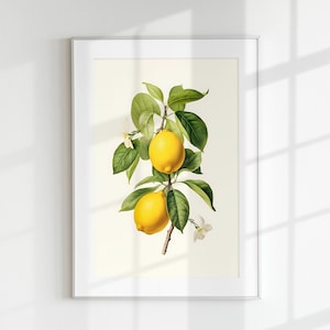 Impresión de limón, impresión de frutas, impresión de flores, frutas botánicas, rama de limón, arte de la pared, impresión de pared, cartel botánico, litografía de frutas, vintage