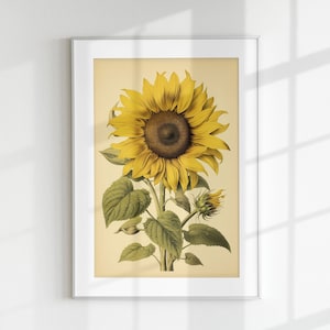 Sunflower Print, Floral Print, Flower Print, Botanical Print, Sunflower, Wall Art, Wall Print, Botanical Poster, Flower lithograph, Vintage