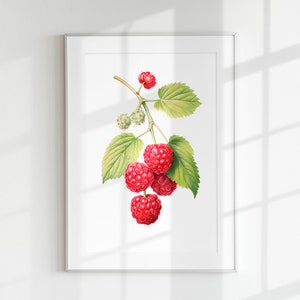 Raspberry Print, Fruit Print, Berry Print, Botanical Fruits, Raspberry branch, Wall Art, Wall Print, Botanical Poster, Fruit lithograph