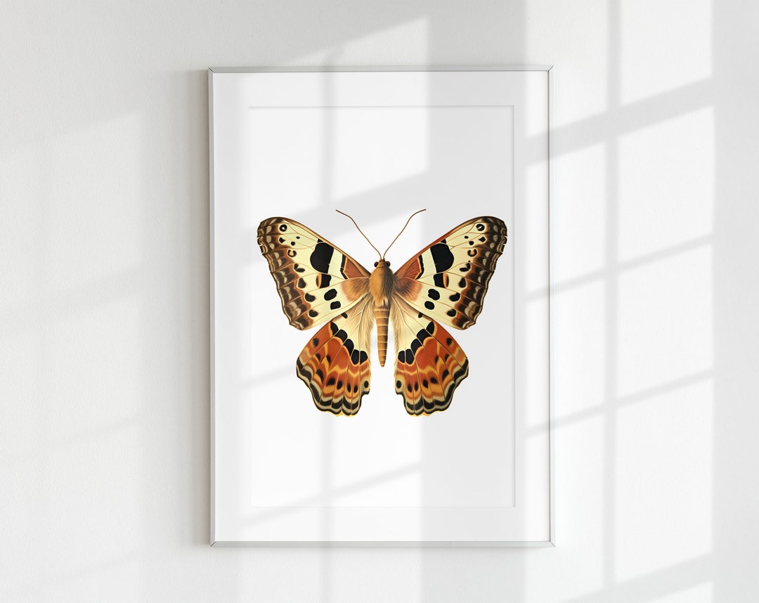 Moth Print, Bug Print, Insect Print, Botanical Guide, Moth, Wall Art ...