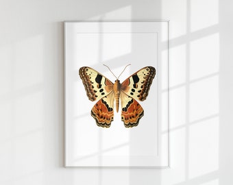 Moth Print, Bug Print, Insect Print, Botanical guide, Moth, Wall Art, Wall Print, Bug Poster, Bug lithograph, Insect, Bug, Butterfly