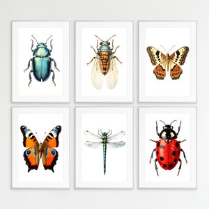 Bugs Print Bundle, Insect Prints, Set of 6, Botanical guide, Wall Art, Wall Prints, Bug Posters, Insect lithographs, Insects, Bugs, Bundle