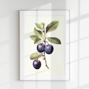 Plum Print, Fruit Print, Flower Print, Botanical Fruits, Plum branch, Wall Art, Wall Print, Botanical Poster, Fruit lithograph, vintage