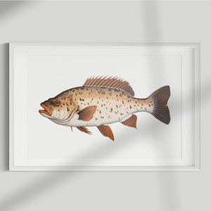 May include: A detailed illustration of a brown and white fish with orange fins. The fish is swimming to the right and has a spotted pattern.