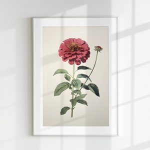 Zinnia Druck, Blumendruck, Blumendruck, Botanische Blume, Zinnia, Wandkunst, Wanddruck, Botanisches Poster, Blumenlithographie, Vintage