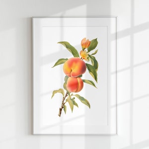 Peach Print, Fruit Print, Flower Print, Botanical Fruits, Peach branch, Wall Art, Wall Print, Botanical Poster, Fruit lithograph, vintage