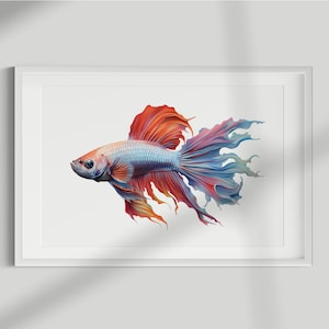 Peut inclure: Impression encadrée d'un poisson combattant aux couleurs vives. Le poisson a un corps bleu clair, avec des nageoires rouges et orange. L'œuvre est présentée dans un cadre blanc, créant une esthétique épurée et moderne.