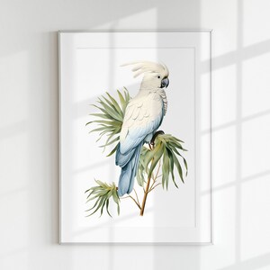 Stampa Cacatua delle palme, Stampa di uccelli, Guida botanica, Cacatua delle palme, Arte della parete, Stampa murale, Poster di uccelli, Uccello, Uccello tropicale, Litografia di uccelli