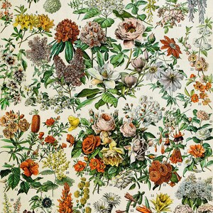 Adolphe Millot&#39;s Flowers Digital Download - Vintage Botanical Beauty - capturing the essence of botanical beauty.