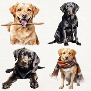 Puede incluir: Cuatro perros Labrador Retriever en diferentes poses. Dos son amarillos, uno es negro y uno es marr&oacute;n. Los perros amarillos sostienen palos en sus bocas. El perro negro est&aacute; sentado con las piernas cruzadas. El perro marr&oacute;n est&aacute; sentado con las patas cruzadas.