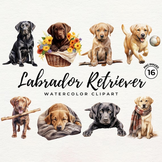 Zestaw Labrador Clipart | Akwarela Labrador Retriever Clipart PNG Pies Clipart Czarny Labrador - PNG Przezroczysty - Użytek Komercyjny