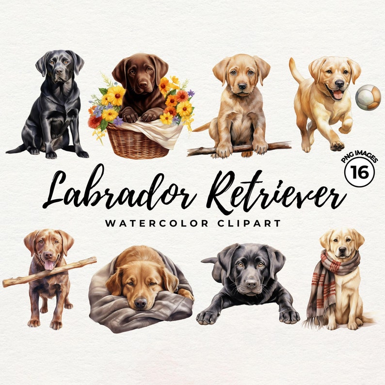 Puede incluir: Conjunto de clipart de acuarela de 10 perros Labrador Retriever en varias poses. Los perros son negros, marr&oacute;n chocolate y amarillos. Algunos perros sostienen palos, duermen o est&aacute;n sentados en una cesta de flores.