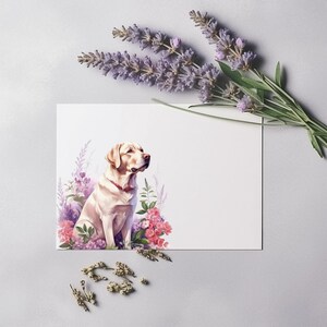 Puede incluir: Un perro Labrador Retriever blanco sentado en un campo de flores rosas y moradas. El perro mira hacia la derecha de la imagen.