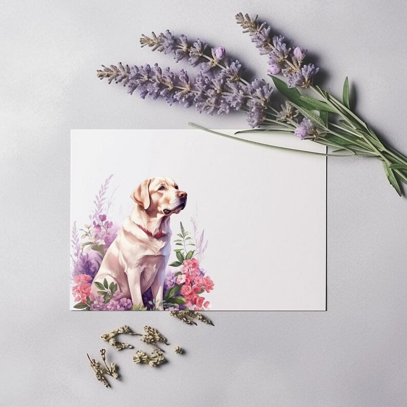 Puede incluir: Un perro Labrador Retriever blanco sentado en un campo de flores rosas y moradas. El perro mira hacia la derecha de la imagen.