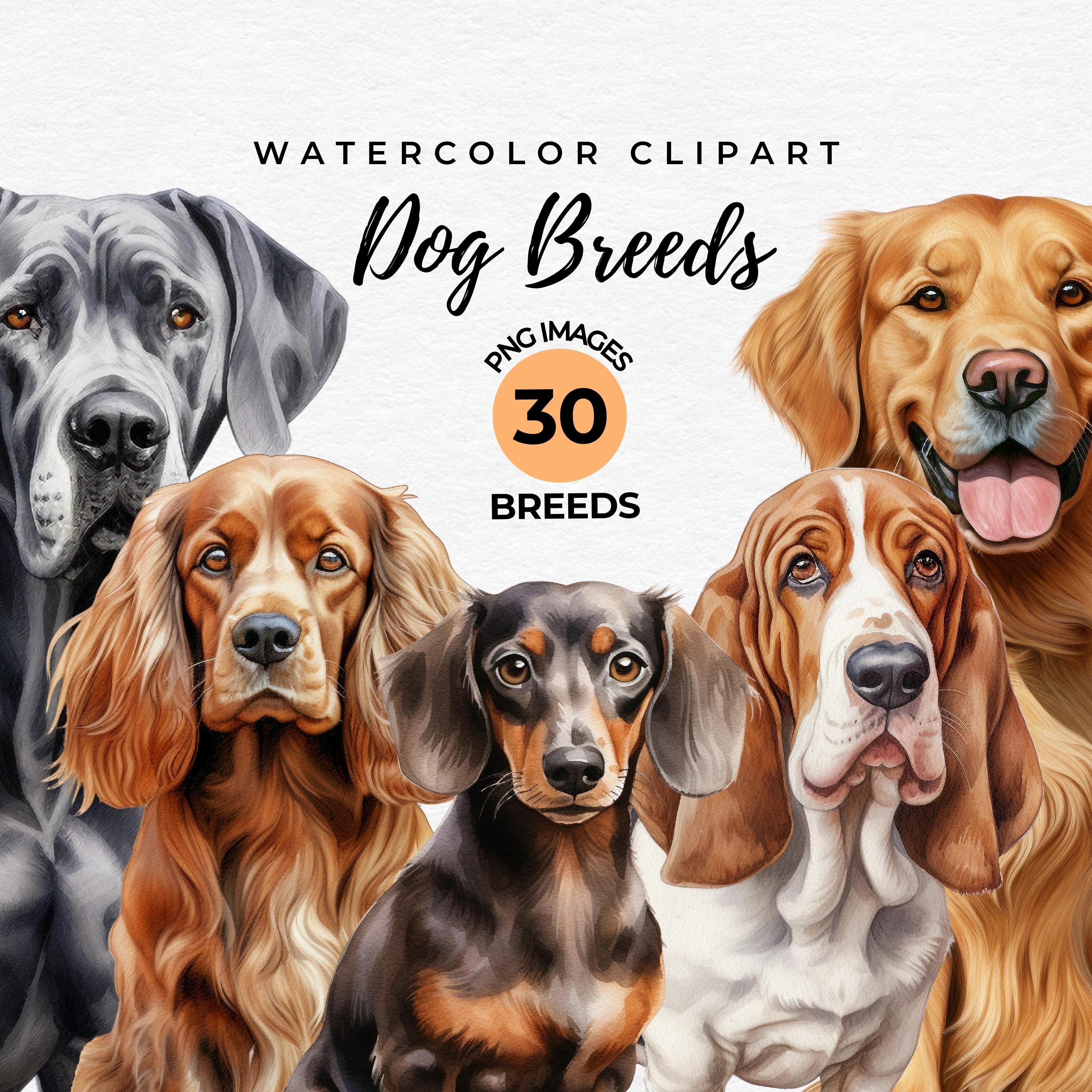 Dog Breeds Clipart Bundle | 30 Watercolor Dogs PNG Bundle, Dog Lover ...
