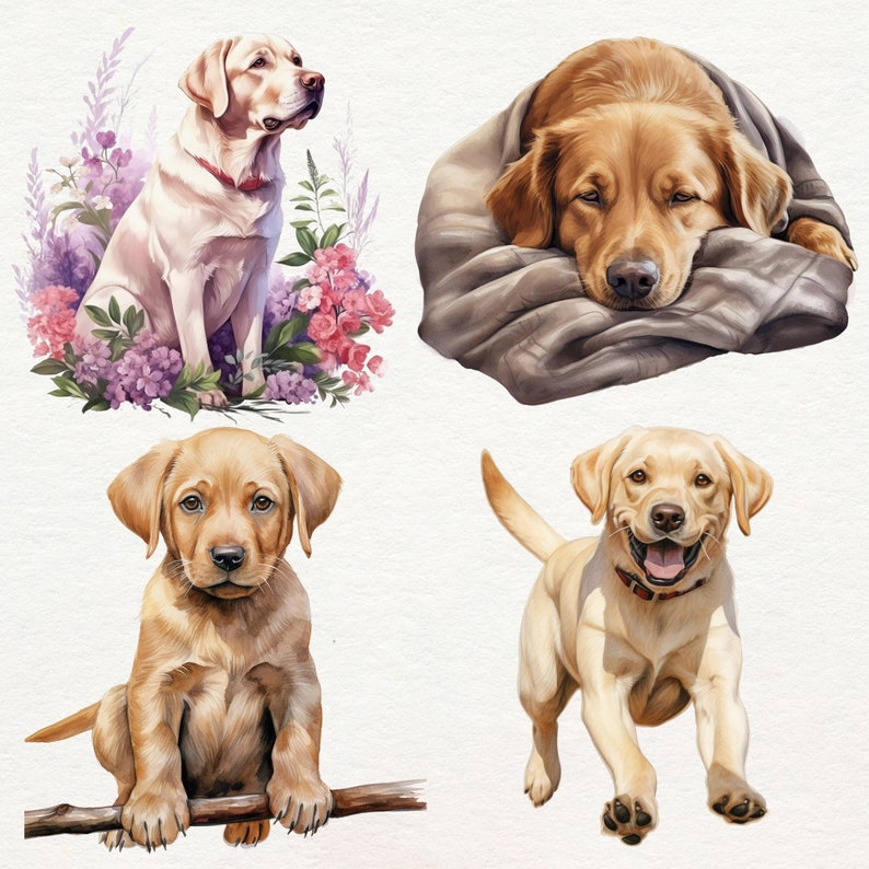 Puede incluir: Cuatro perros Labrador Retriever en diferentes poses. Un perro est&aacute; acostado en una manta gris, otro est&aacute; sentado en un campo de flores moradas y dos est&aacute;n de pie sobre un fondo blanco.