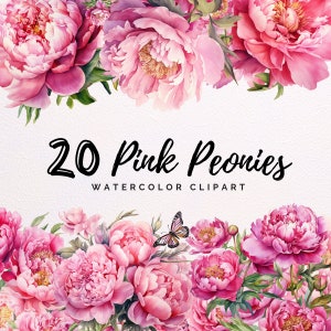 Clipart peonia rosa acquerello - pacchetto clipart PNG trasparente / uso commerciale - perfetto per la stampa, cartoline / fiori di peonia botanica