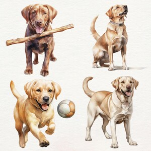 Puede incluir: Cuatro acuarelas de Labrador Retrievers. El primer perro es marr&oacute;n y sostiene un palo en su boca. El segundo perro es amarillo y est&aacute; sentado con la cabeza girada hacia un lado. El tercer perro es amarillo y corre con una pelota en su boca. El cuarto perro es amarillo y est&aacute; de pie con la cabeza girada hacia un lado.