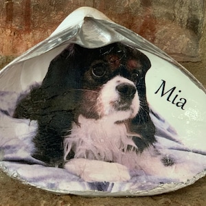 May include: A decorative seashell with a printed image of a dog inside. The dog is black, white, and brown, with the name "Mia" printed in black script. The shell has a silver-colored edge.