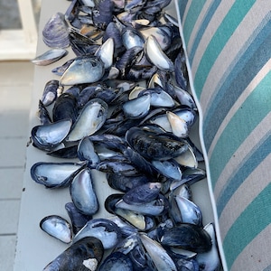 May include: A large collection of empty mussel shells scattered across a flat surface. The shells are primarily dark blue, black, and grey on the exterior with iridescent, pearlescent white and silver interiors, showing various shapes and sizes.