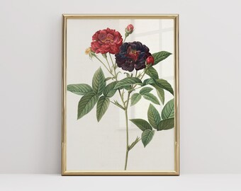 Botanical Print, Vintage Flower Print, Cottagecore Decor, Farmhouse Decor, Red Rose Print, Kitchen Wall Art