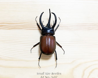 Handmade Clay Beetle Magnet, Realistic Insect Figurine, Wedding Decor
