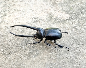 Handmade Clay Beetle Magnet: Realistic Insect Figurine