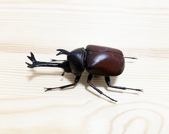 Handmade Clay Beetle Magnet: Realistic Fridge Decor, Hercules Beetle