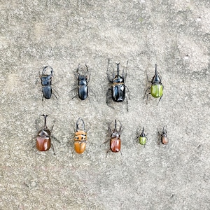 Handmade Clay Beetle Magnet: Realistic Insect Fridge Decor