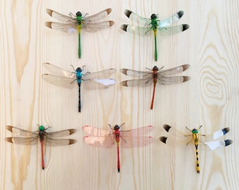 Dragonfly Fridge Magnet: Garden Wall Decor