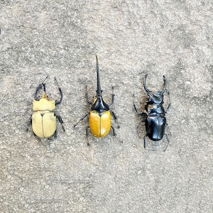 Handmade Clay Beetle Magnet: Realistic Insect Figurine