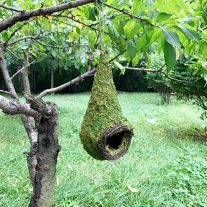 May include: A hanging birdhouse, shaped like a teardrop, covered in green moss. The entrance is a circular opening framed by woven twigs. The birdhouse is suspended from a tree branch, with a green lawn in the background.