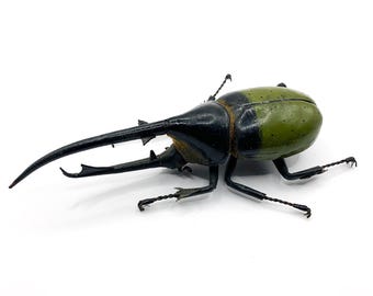 Handmade Clay Beetle Magnet: Realistic Figurine, Green Insect Decor