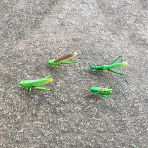Handmade Clay Grasshopper Magnet: Realistic Insect Figurine