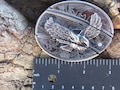 American Eagle Metal Belt Buckle