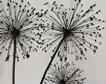 Alium 3 torkade blommor XL svarta