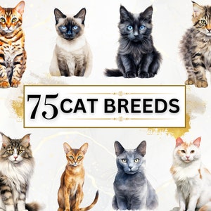Cat Breeds PNG Bundle - 75 Cats Clipart PNGs, Cats Clipart, Animals Clipart, Watercolor Cats, Watercolor Animals, Digital Download