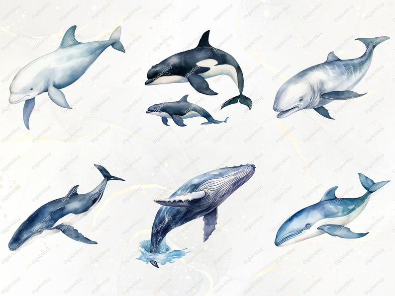 May include: Watercolor illustration of seven different types of whales and dolphins. The illustration features a humpback whale, a beluga whale, an orca, a bottlenose dolphin, a gray whale, a minke whale, and a common dolphin. The whales and dolphins are all swimming in a light blue watercolor background.
