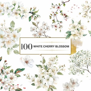 Flor de cerejeira branca clipart buquê floral primavera png Sakura clipart flor aquarela png clipart branco floral clipart conjunto de flores de casamento png